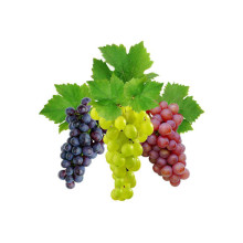 Саженцы сибирского винограда ВЕСНА 2024