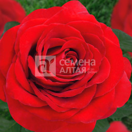 Роза Королевский бархат/Крупноцветковая/Агрофирма 'Семена Алтая'/1шт. в коробке