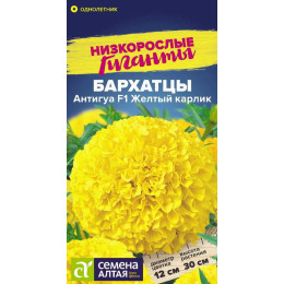 Цветы Бархатцы Антигуа Желтый карлик/Агрофирма 'Семена Алтая'/семена упакованы в цветном пакете 5 шт. Низкорослые гиганты