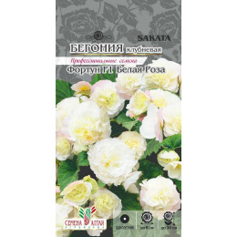 Цветы Бегония Фортун Белая роза клубневая/Агрофирма 'Семена Алтая'/семена упакованы в цветном пакете 5 шт.