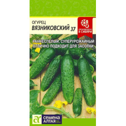 Огурец Вязниковский 37/Агрофирма 'Семена Алтая'/семена упакованы в цветном пакете 0,5 гр.