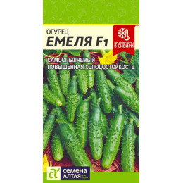 Огурец Емеля F1/Агрофирма 'Семена Алтая'/семена упакованы в цветном пакете 5 шт.