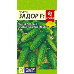 Огурец Задор F1/Агрофирма 'Семена Алтая'/семена упакованы в цветном пакете 0,2 гр.