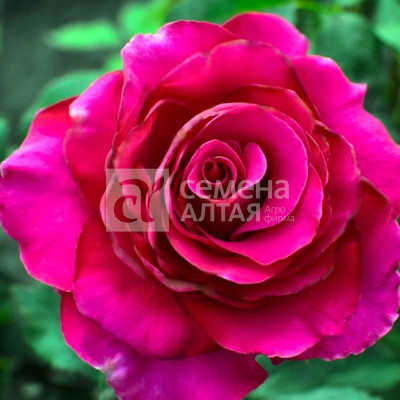 Роза Гасфорта/Крупноцветковая/Агрофирма 'Семена Алтая'/1шт. в коробке