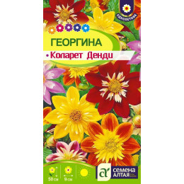 Цветы Георгина Коларет Денди/Агрофирма 'Семена Алтая'/семена упакованы в цветном пакете 0,3 гр.