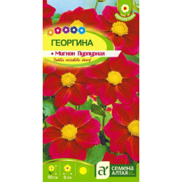 Цветы Георгина Мигнон Пурпурная/Агрофирма 'Семена Алтая'/семена упакованы в цветном пакете 0,2 гр.