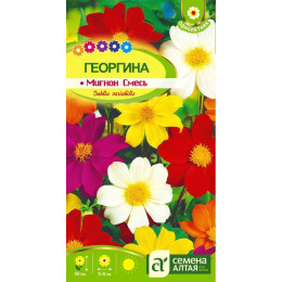 Цветы Георгина Мигнон Смесь/Агрофирма 'Семена Алтая'/семена упакованы в цветном пакете 0,2 гр.