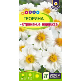 Цветы Георгина Отражение Нарцисса/Агрофирма 'Семена Алтая'/семена упакованы в цветном пакете 0,2 гр.