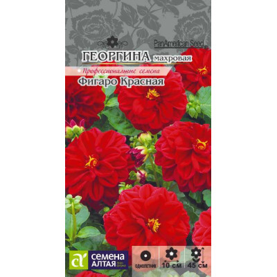 Цветы Георгина Фигаро Красная махровая/Агрофирма 'Семена Алтая'/семена упакованы в цветном пакете 7 шт.