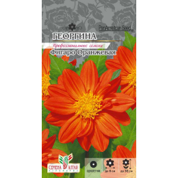 Цветы Георгина Фигаро Оранжевая махровая/Агрофирма 'Семена Алтая'/семена упакованы в цветном пакете 7 шт.