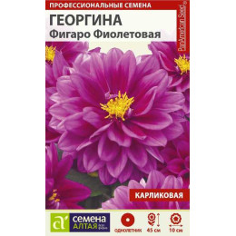 Цветы Георгина Фигаро Фиолетовая махровая/Агрофирма 'Семена Алтая'/семена упакованы в цветном пакете 7 шт.