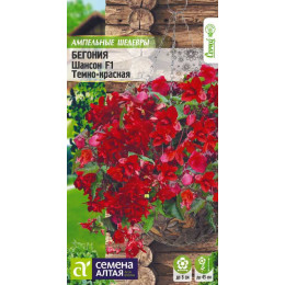 Цветы Бегония Шансон темно-красная ампельная/Агрофирма 'Семена Алтая'/семена упакованы в цветном пакете 5 шт. Ампельные шедевры