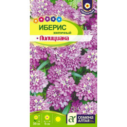 Цветы Иберис Лилициана зонтичный/Агрофирма 'Семена Алтая'/семена упакованы в цветном пакете 0,3 гр .