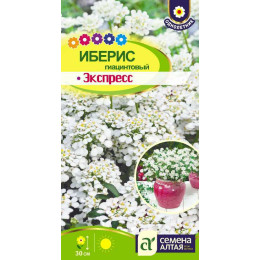 Цветы Иберис гиацинтовый Экспресс/Агрофирма 'Семена Алтая'/семена упакованы в цветном пакете 0,1гр.