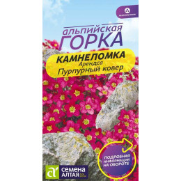 Цветы Камнеломка Пурпурный ковер Арендса/Агрофирма 'Семена Алтая'/семена упакованы в цветном пакете 0,01 гр. многолетник Альпийская горка