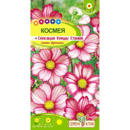 Цветы Космея Сенсация Кенди Страйп/Агрофирма 'Семена Алтая'/семена упакованы в цветном пакете 0,5гр.