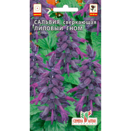 Цветы Сальвия Лиловый гном/Агрофирма 'Семена Алтая'/семена упакованы в цветном пакете 0,1 гр.