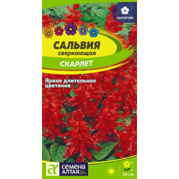 Цветы Сальвия Скарлет сверкающая/Агрофирма 'Семена Алтая'/семена упакованы в цветном пакете 0,1 гр.