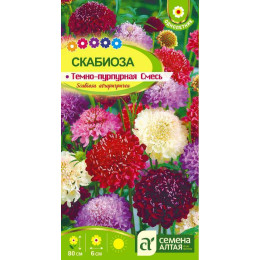 Цветы Скабиоза Темно-Пурпурная смесь/Агрофирма 'Семена Алтая'/семена упакованы в цветном пакете 0,3 гр.