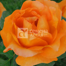 Роза Апероль/Крупноцветковая/Агрофирма 'Семена Алтая'/1шт. в коробке