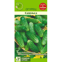 Огурец Капелька/Агрофирма 'Семена Алтая'/семена упакованы в цветном пакете 0,5 гр.