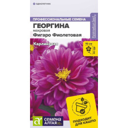 Цветы Георгина Фигаро Фиолетовая махровая/Агрофирма 'Семена Алтая'/семена упакованы в цветном пакете 5 шт.
