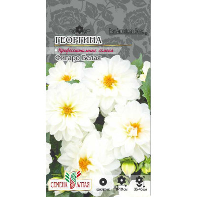Цветы Георгина Фигаро Белая махровая/Агрофирма 'Семена Алтая'/семена упакованы в цветном пакете 7 шт.