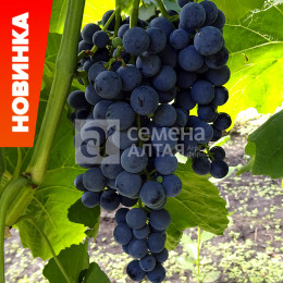 Виноград Венус/Агрофирма 'Семена Алтая'/1 шт. коробке