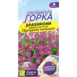 Цветы Брахикома Пурпурная малышка/Агрофирма 'Семена Алтая'/семена упакованы в цветном пакете 0,05 гр. Альпийская горка НОВИНКА