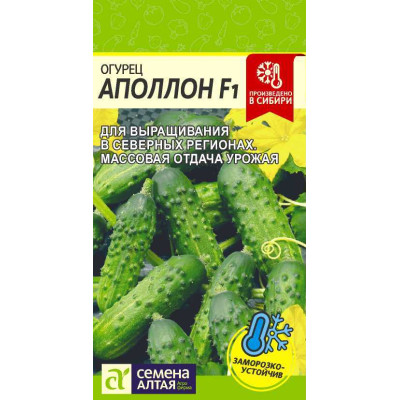 Огурец Аполлон F1/Агрофирма 'Семена Алтая'/семена упакованы в цветном пакете 6 шт.