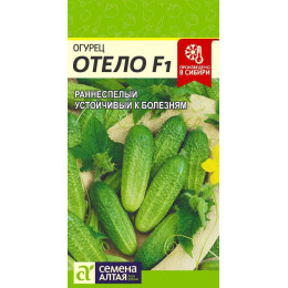 Огурец Отело F1/Агрофирма 'Семена Алтая'/семена упакованы в цветном пакете 0,2 гр.