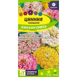 Цветы Цинния Кан Кан изящная/Агрофирма 'Семена Алтая'/семена упакованы в цветном пакете 0,3 гр.