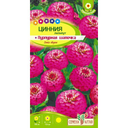 Цветы Цинния лилипут Пурпурная шапочка/Агрофирма 'Семена Алтая'/семена упакованы в цветном пакете 0,3 гр.