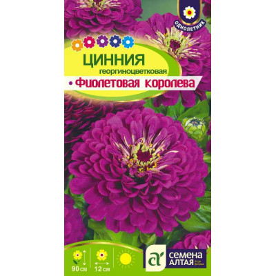 Цветы Цинния Фиолетовая Королева георгиноцв./Агрофирма 'Семена Алтая'/семена упакованы в цветном пакете 0,3 гр.