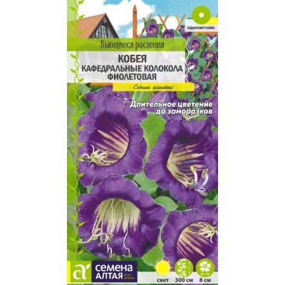 Цветы Кобея Кафедральные колокола фиолетовая/Агрофирма 'Семена Алтая'/семена упакованы в цветном пакете 5 шт. Вьющиеся растения