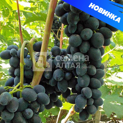 Виноград Черная вишня/Агрофирма 'Семена Алтая'/1шт. в коробке