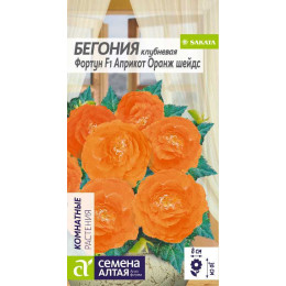 Цветы Бегония Фортун Априкот Оранж шейдс клубневая/Агрофирма 'Семена Алтая'/семена упакованы в цветном пакете 5 шт.