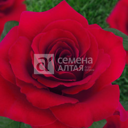 Роза Рапсодия/Крупноцветковая/Агрофирма 'Семена Алтая'/1 шт. в коробке