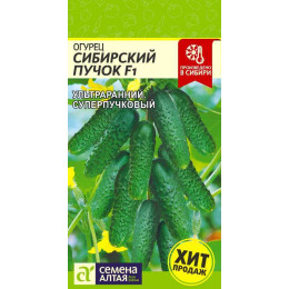 Огурец Сибирский Пучок F1/Агрофирма 'Семена Алтая'/семена упакованы в цветном пакете 5 шт.