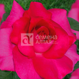 Роза Крейзи моника/Крупноцветковая/Агрофирма 'Семена Алтая'/1шт. в коробке