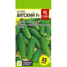 Огурец Вятский F1/Агрофирма 'Семена Алтая'/семена упакованы в цветном пакете 6 шт.