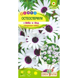 Цветы Остеоспермум Небо и Лед/Агрофирма 'Семена Алтая'/семена упакованы в цветном пакете 0,1 гр.