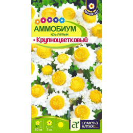 Цветы Аммобиум Крупноцветковый крылатый/Агрофирма 'Семена Алтая'/семена упакованы в цветном пакете 0,2 гр.